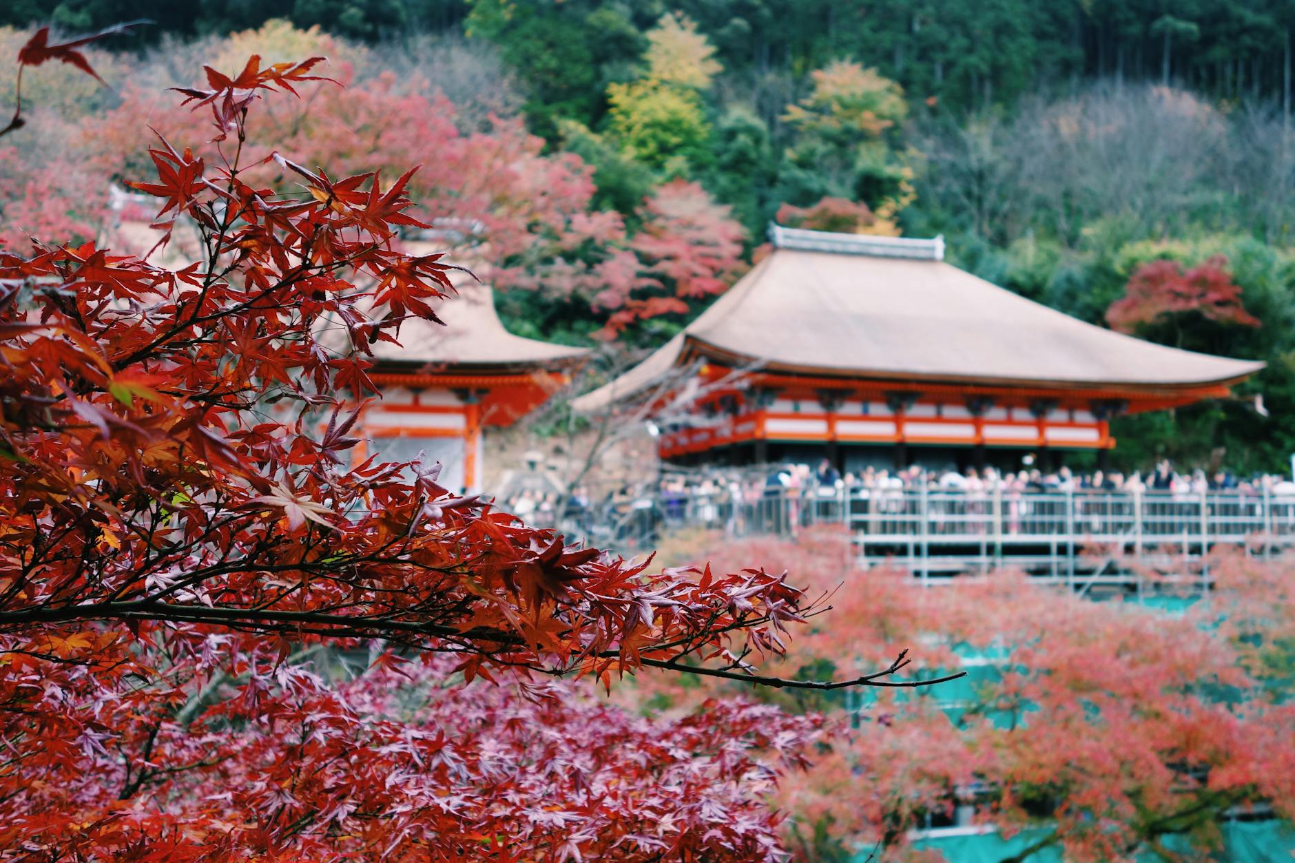 Kostenloses Stock Foto zu bäume, blühen, buddhist