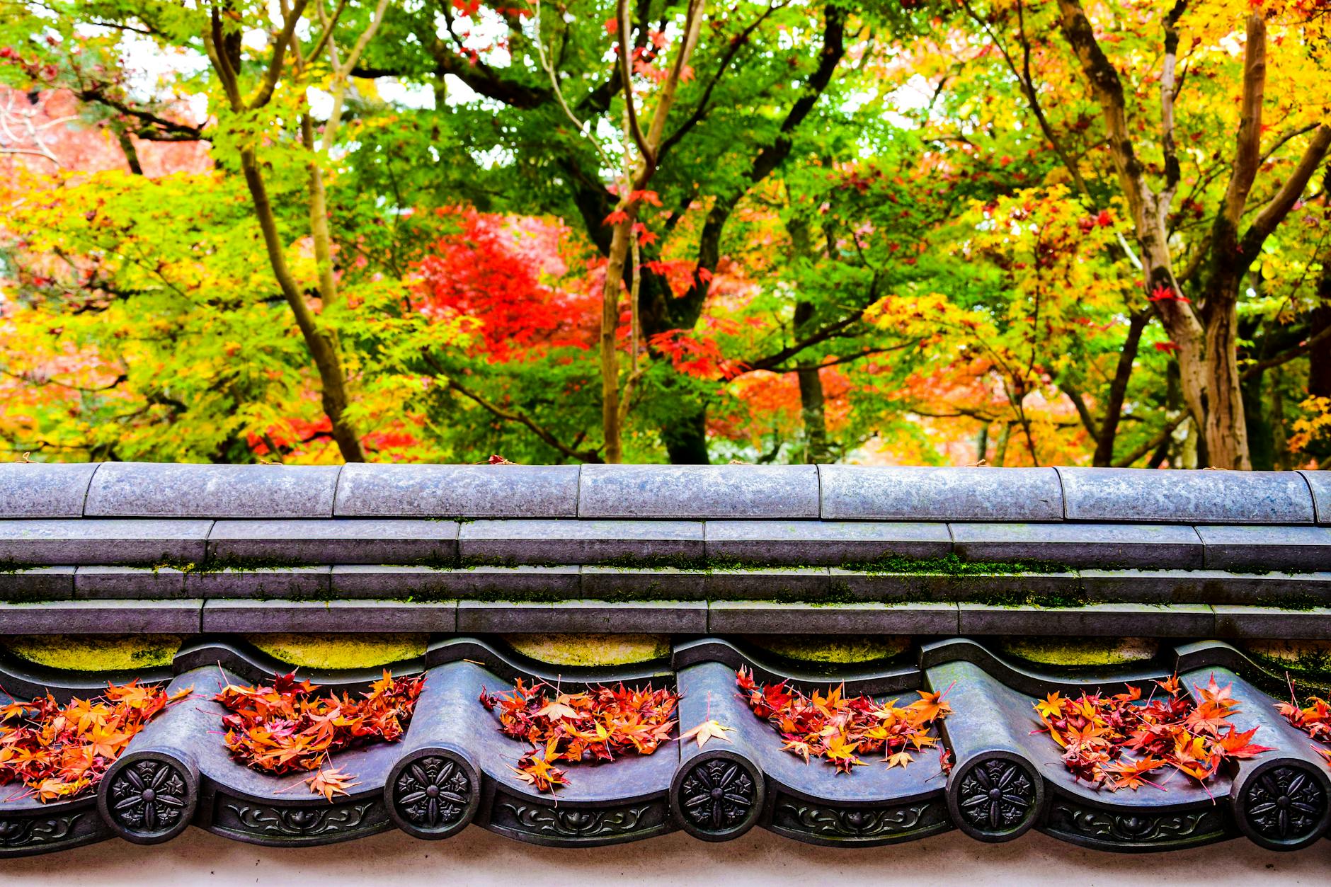 Kostenloses Stock Foto zu bunt, herbst, holz