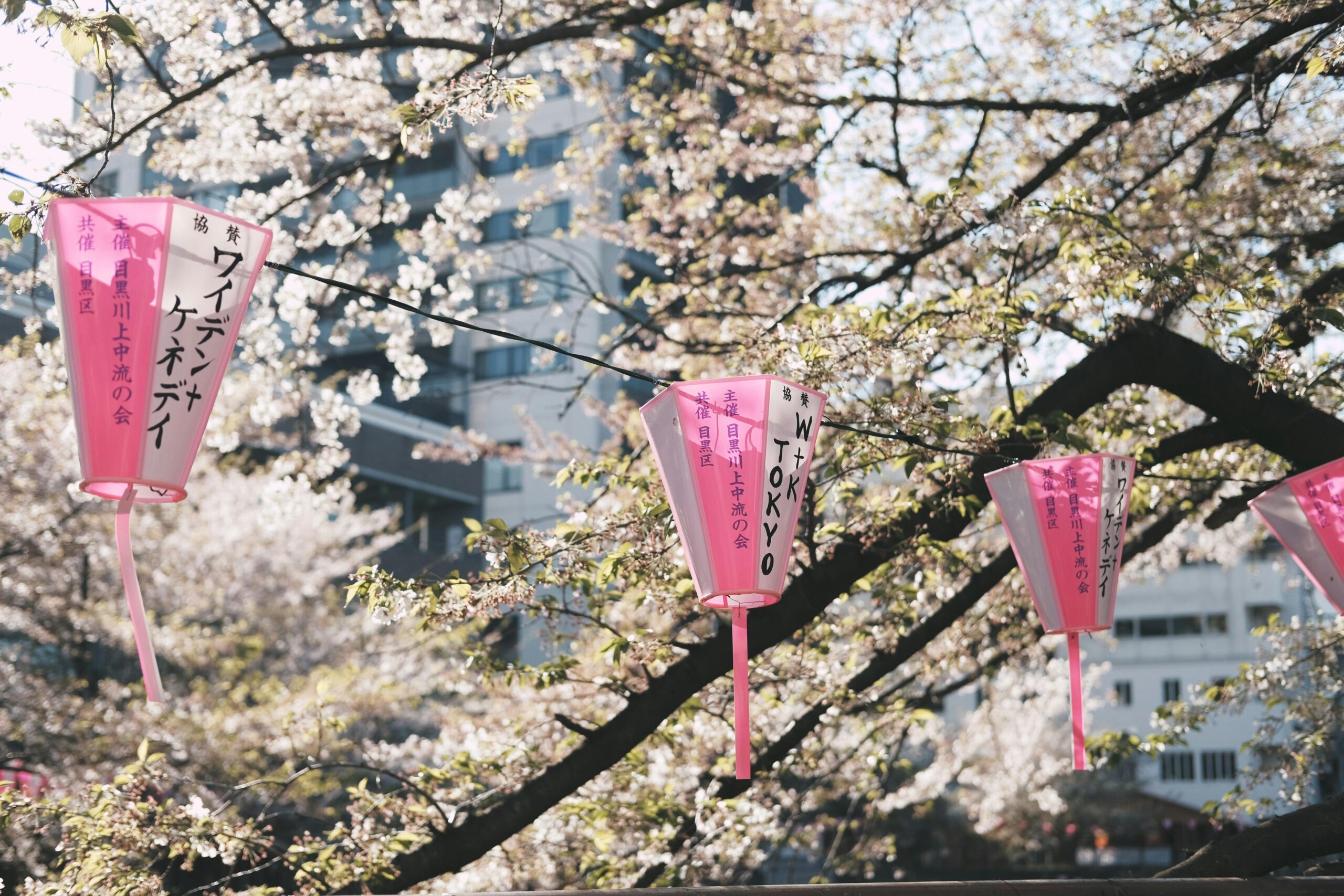 Kirschblüten Und Hängende Laternen