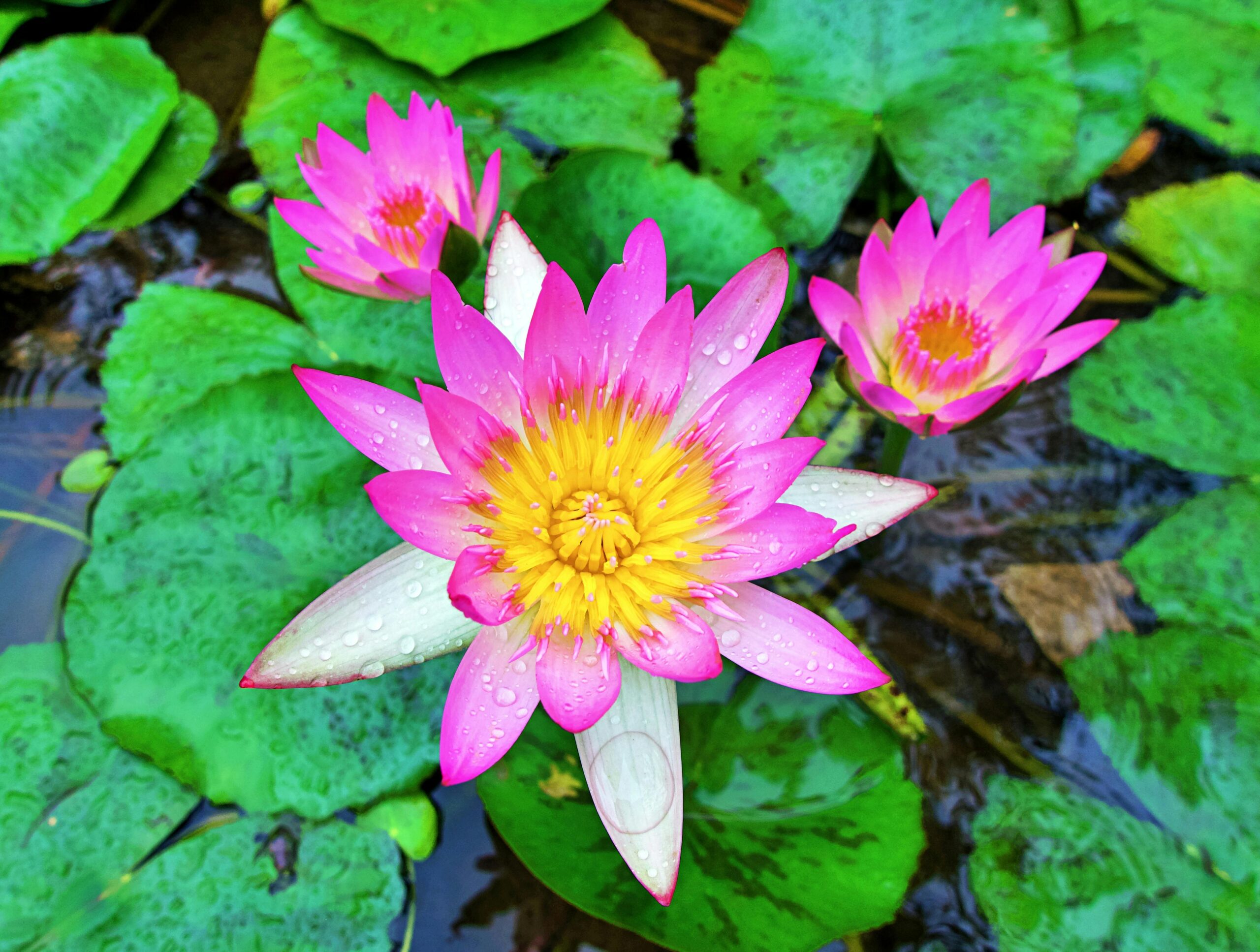 Leuchtend Rosa Seerose Im Okinawa Teich