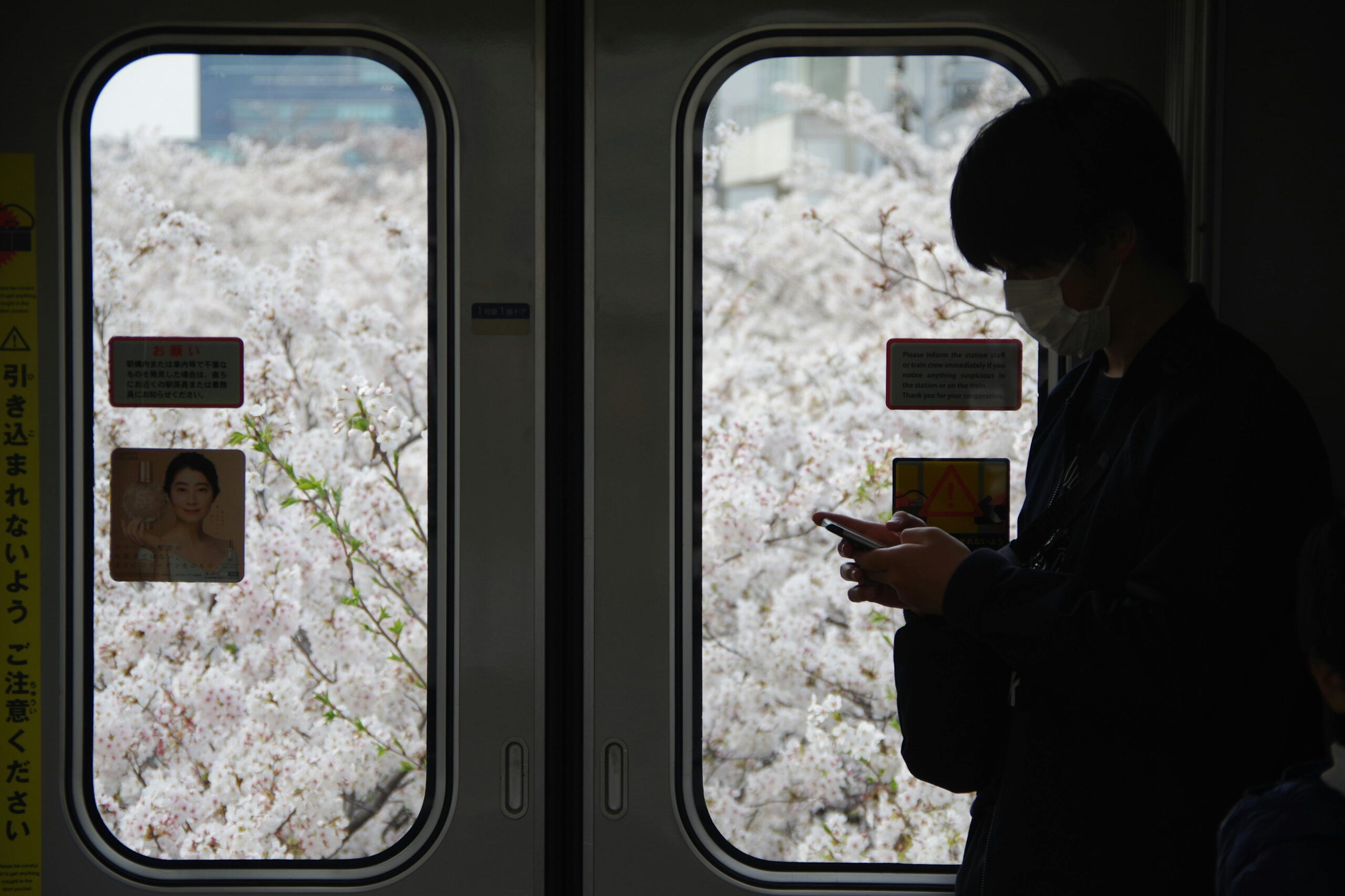 Silhouette auf einem Zug in Tokio, draußen Kirschblüten.